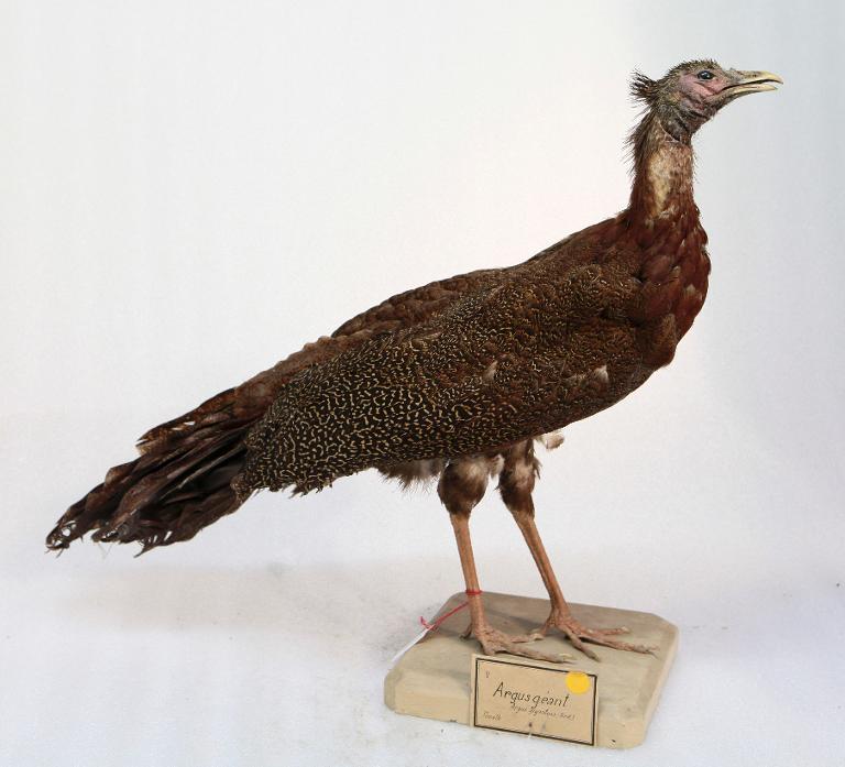 animal naturalisé : oiseau : Argus géant