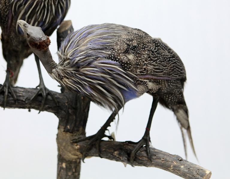 animal naturalisé : oiseau : Pintade vulturine