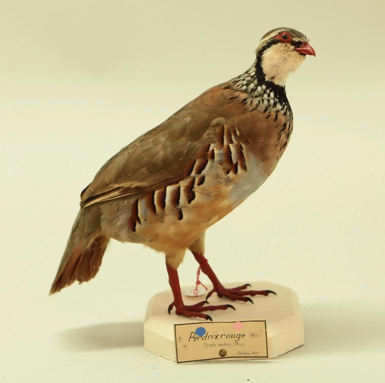 animal naturalisé : oiseau : Perdrix rouge