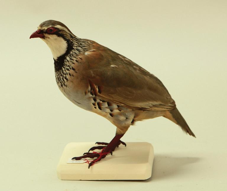 animal naturalisé : oiseau : Perdrix rouge
