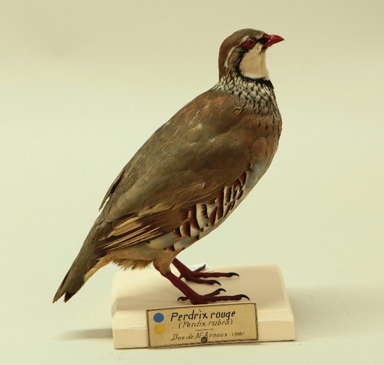 animal naturalisé : oiseau : Perdrix rouge