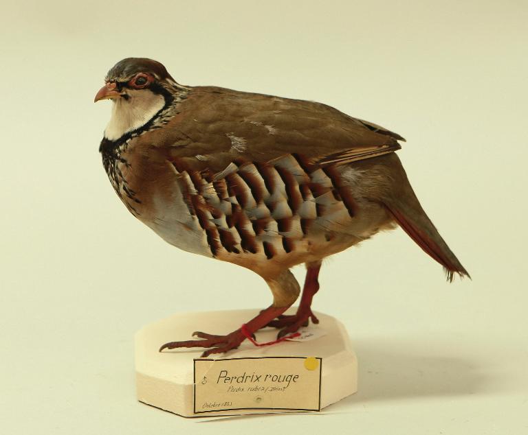animal naturalisé : oiseau : Perdrix rouge