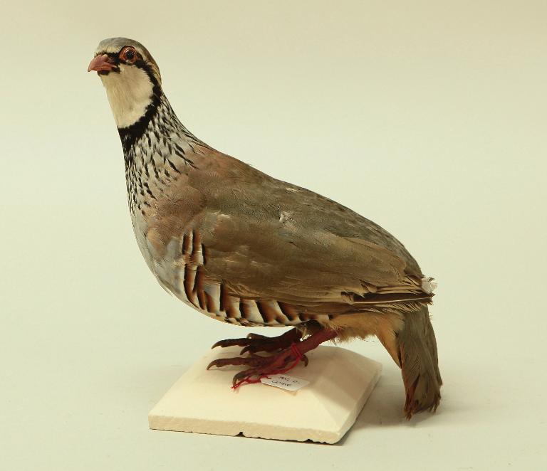 animal naturalisé : oiseau : Perdrix rouge