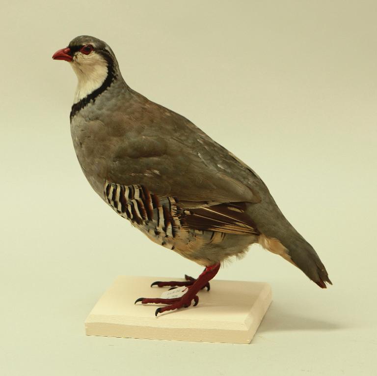 animal naturalisé : oiseau : Perdrix bartavelle