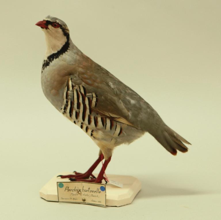 animal naturalisé : oiseau : Perdrix bartavelle