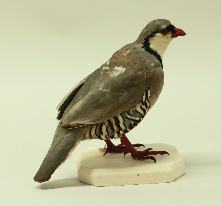 animal naturalisé : oiseau : Perdrix bartavelle