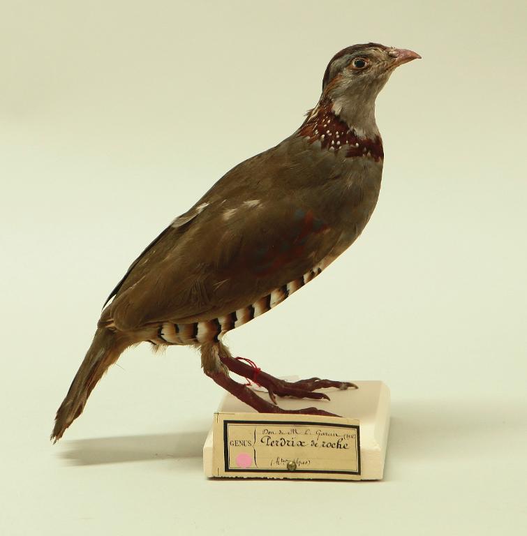 animal naturalisé : oiseau : Perdrix gambra