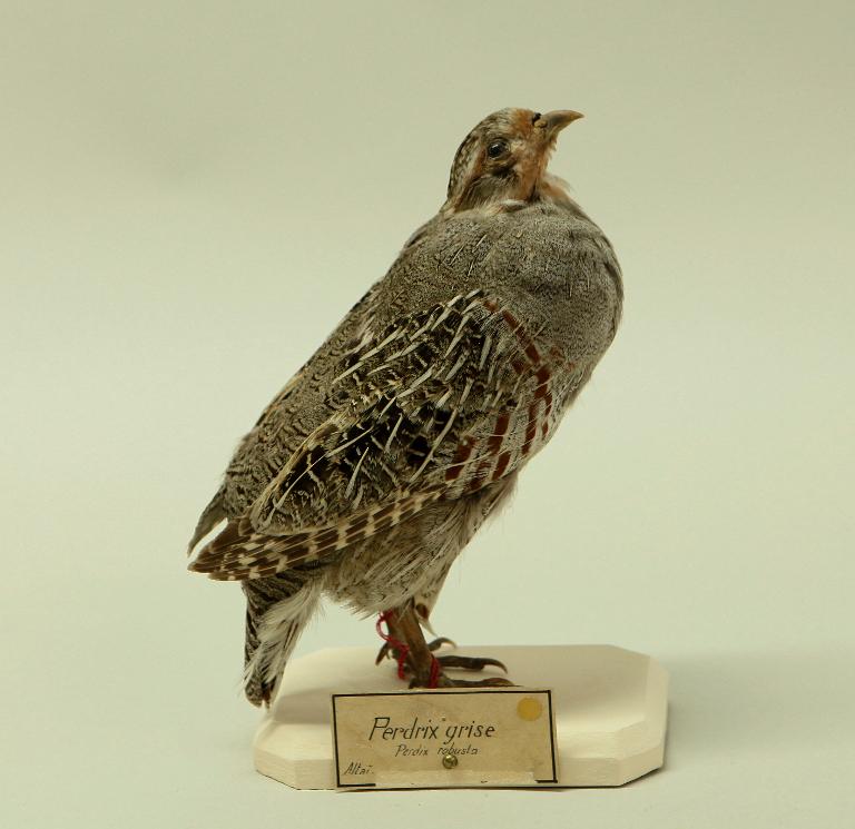 animal naturalisé : oiseau : Perdrix grise