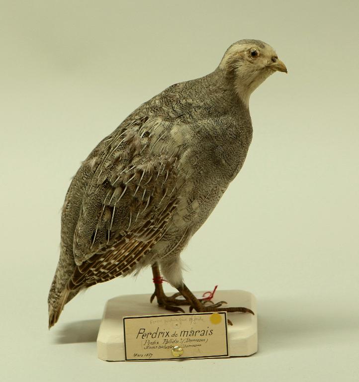 animal naturalisé : oiseau : Perdrix grise