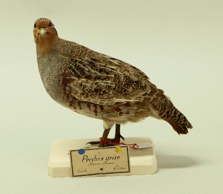 animal naturalisé : oiseau : Perdrix grise