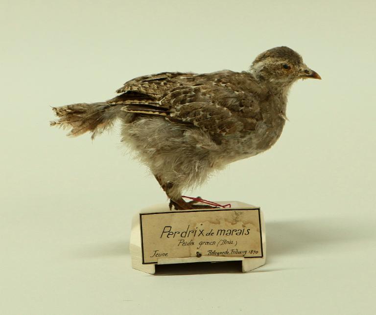 animal naturalisé : oiseau : Perdrix grise