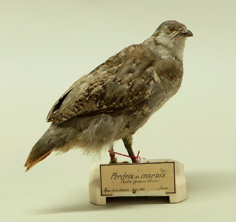 animal naturalisé : oiseau : Perdrix grise