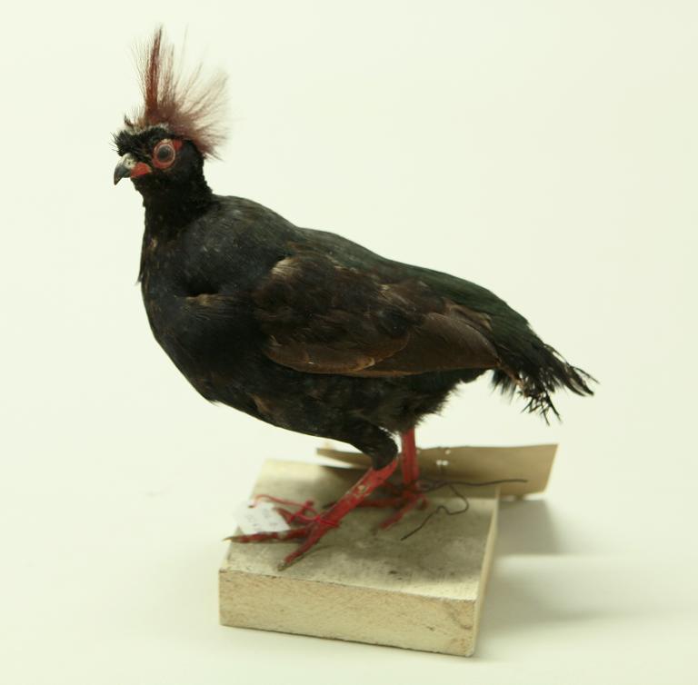 animal naturalisé : oiseau : Rouloul couronné