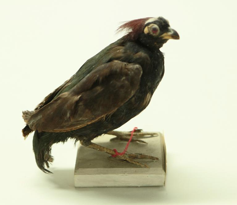 animal naturalisé : oiseau : Rouloul couronné