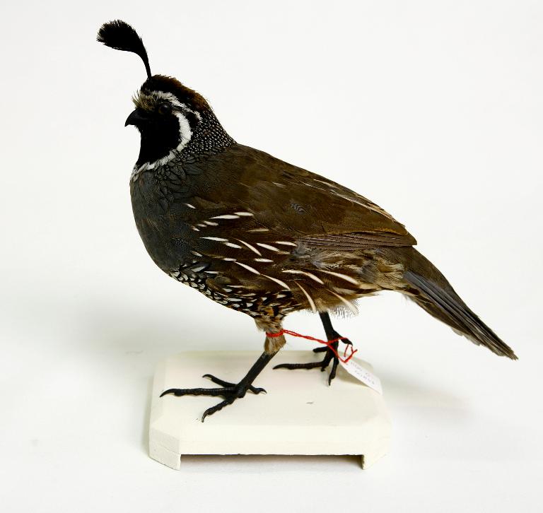 animal naturalisé : oiseau : Colin de Californie