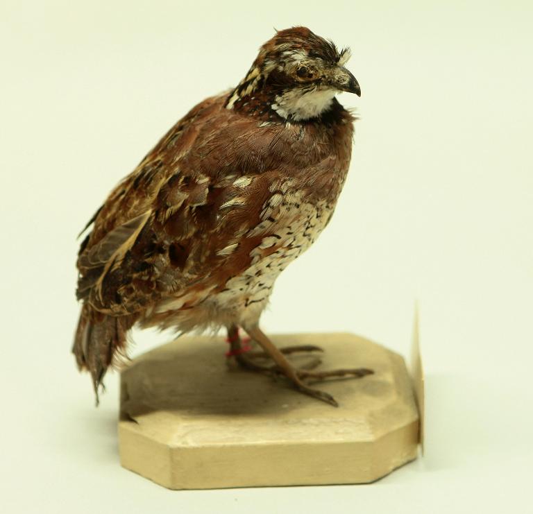 animal naturalisé : oiseau : Colin de Virginie