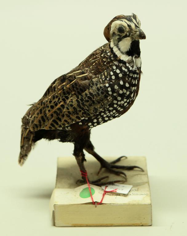 animal naturalisé : oiseau : Colin arlequin