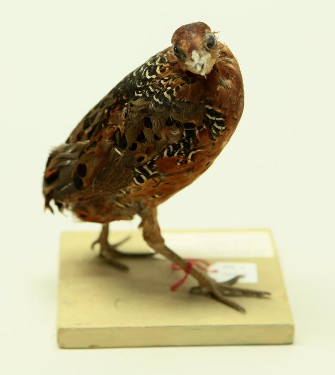 animal naturalisé : oiseau : Rouloul ocellé