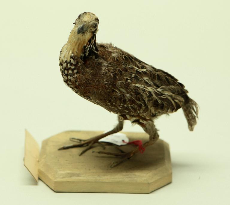 animal naturalisé : oiseau : Indéterminé ?