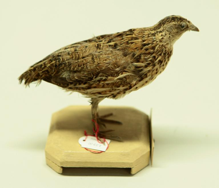 animal naturalisé : oiseau : Caille des blés