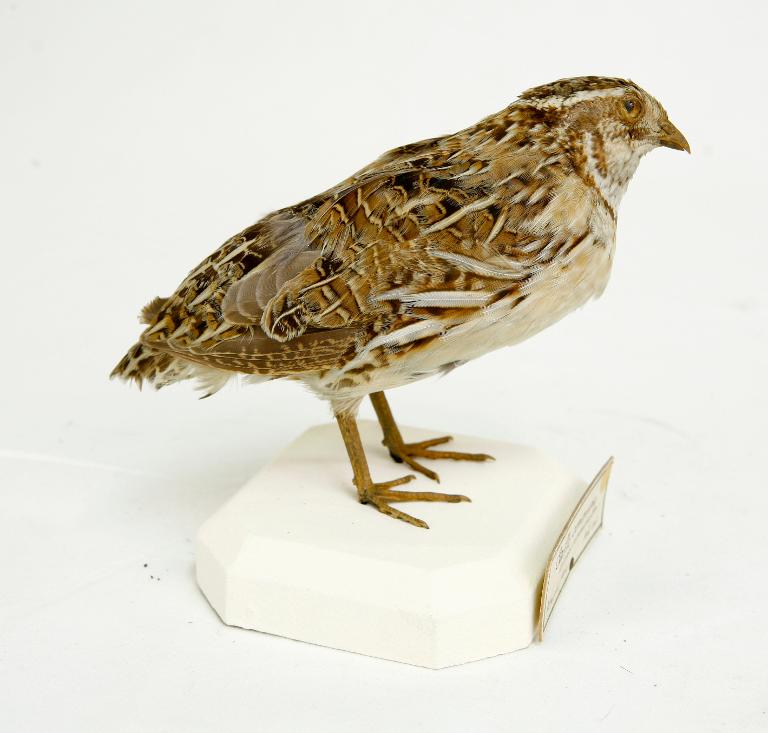 animal naturalisé : oiseau : Caille des blés