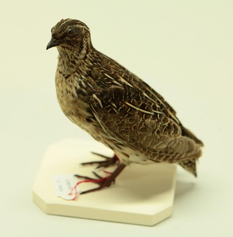 animal naturalisé : oiseau : Caille des blés