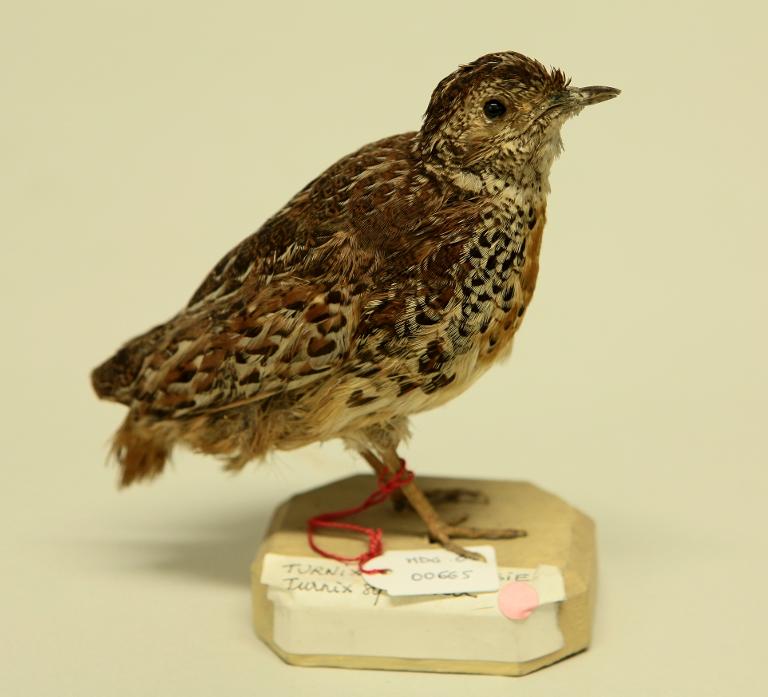animal naturalisé : oiseau : Turnix mugissant