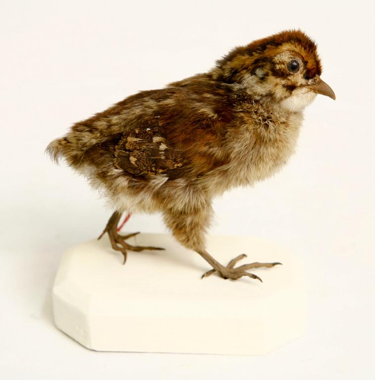 animal naturalisé : oiseau : Lophophore resplendissant