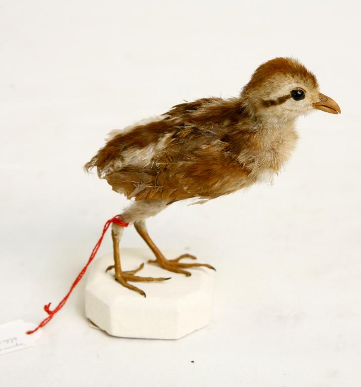 animal naturalisé : oiseau : Faisan d'Elliot