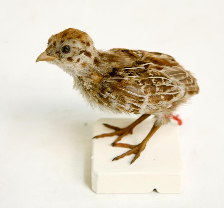 animal naturalisé : oiseau : Faisan de Colchide