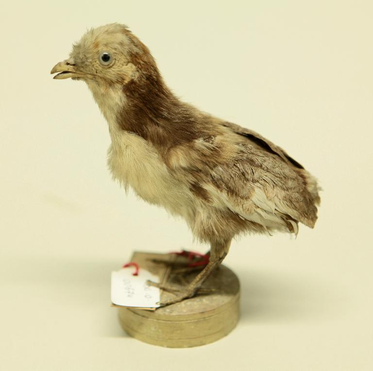 animal naturalisé : oiseau : ?