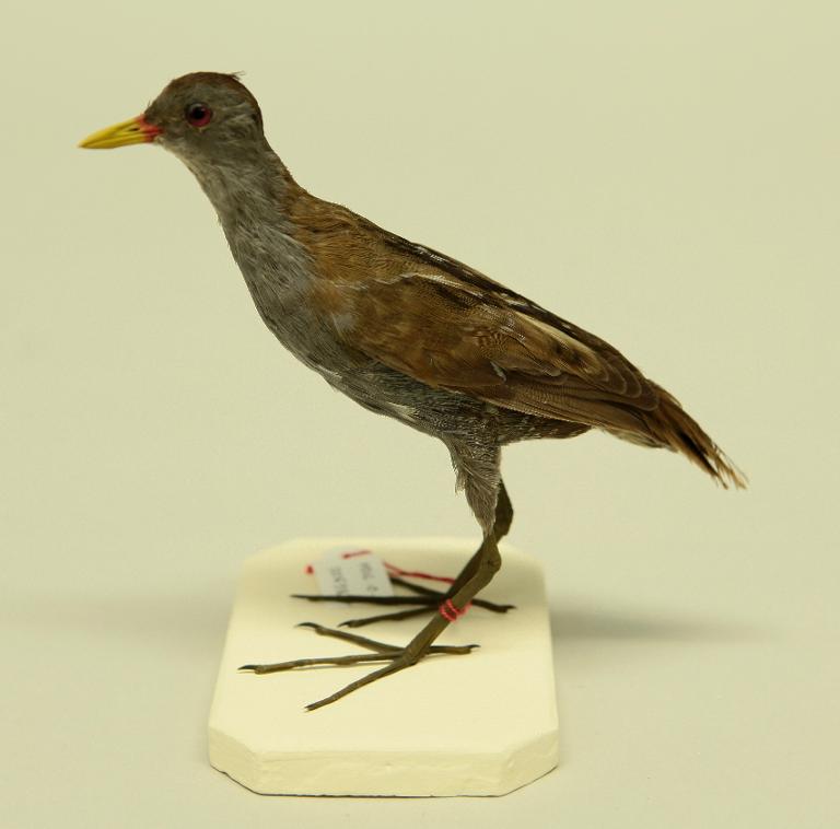 animal naturalisé : oiseau : Marouette poussin