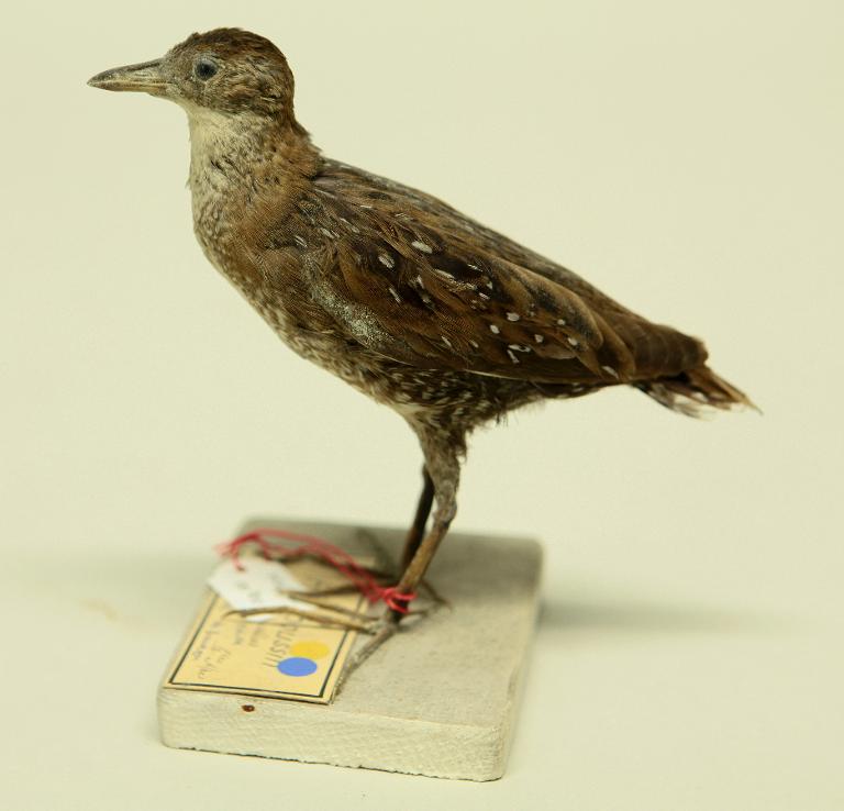 animal naturalisé : oiseau : Marouette de Baillon