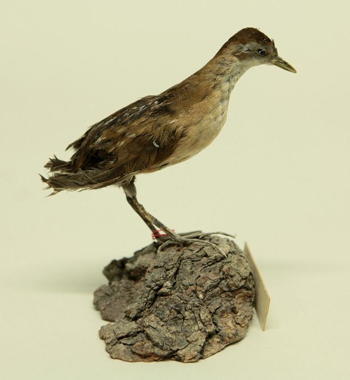 animal naturalisé : oiseau : Marouette de Baillon