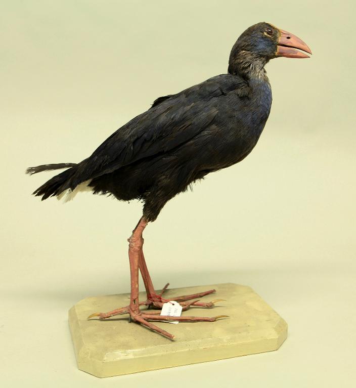 animal naturalisé : oiseau : Talève sultane