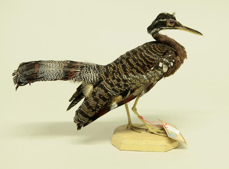 animal naturalisé : oiseau : Caurale soleil