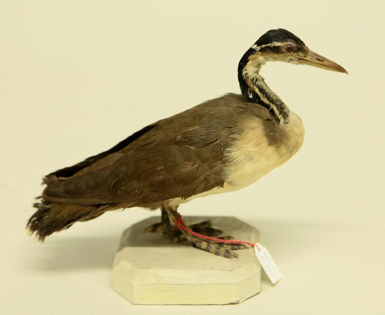 animal naturalisé : oiseau : Grébifoulque d'Amérique