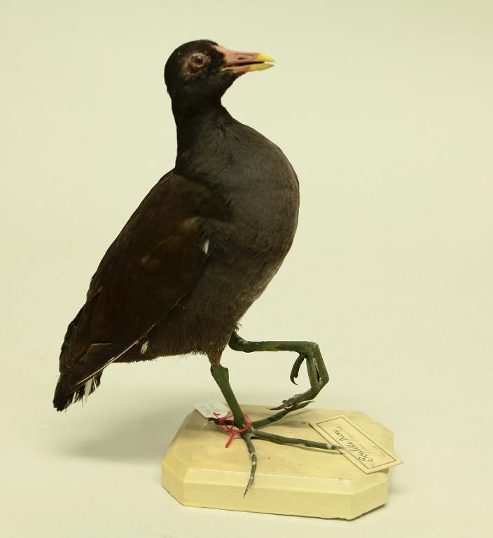 animal naturalisé : oiseau : Poule d'eau