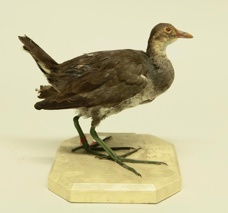 animal naturalisé : oiseau : Poule d'eau