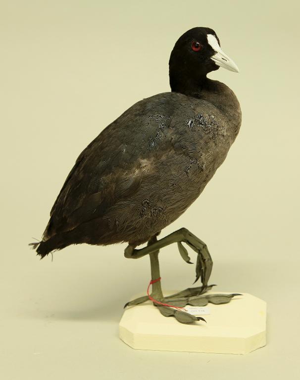 animal naturalisé : oiseau : Foulque macroule