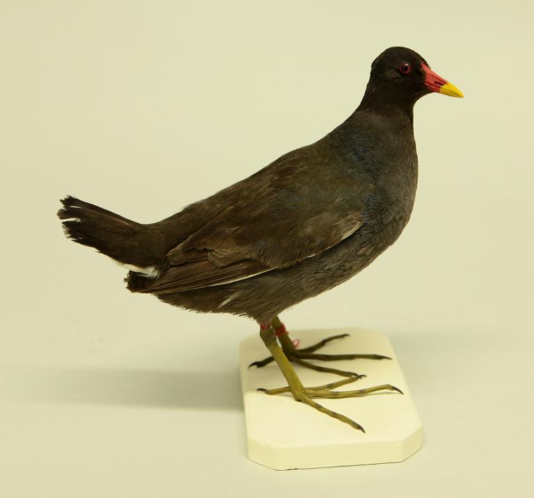 : oiseau : Poule d'eau