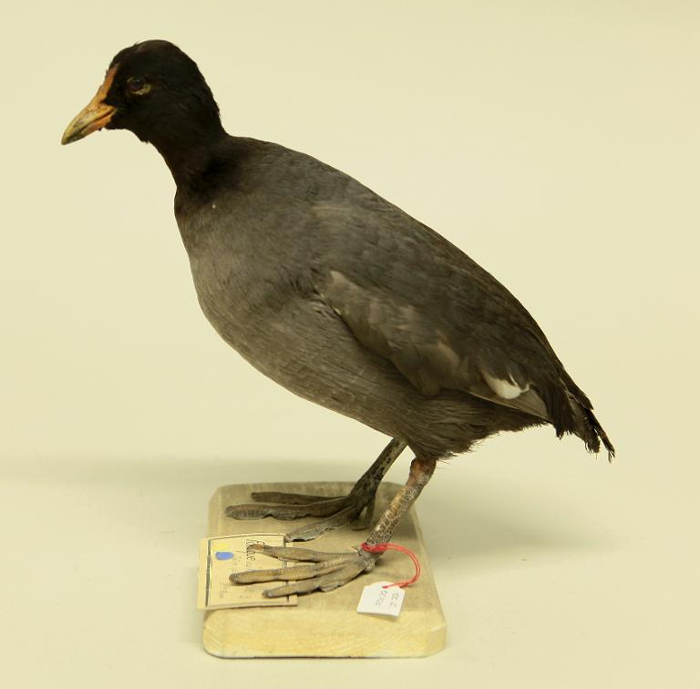 animal naturalisé : oiseau : Foulque macroule