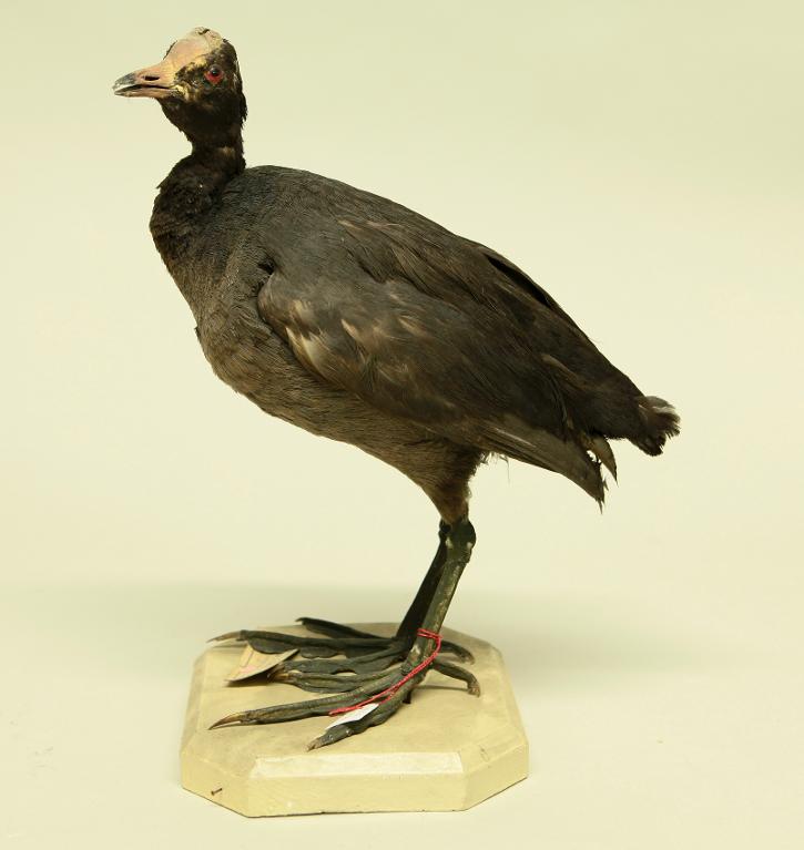 animal naturalisé : oiseau : Foulque caronculée