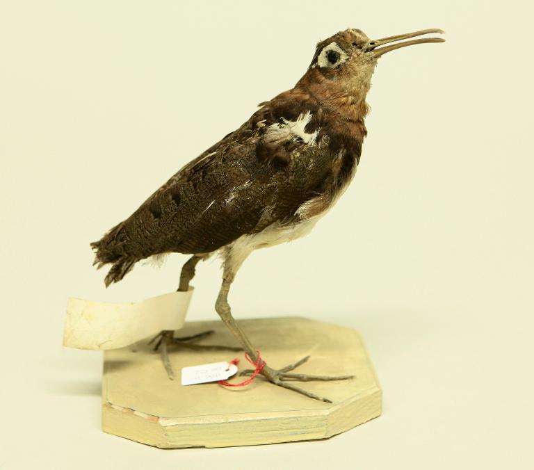 animal naturalisé : oiseau : Rhynchée peinte