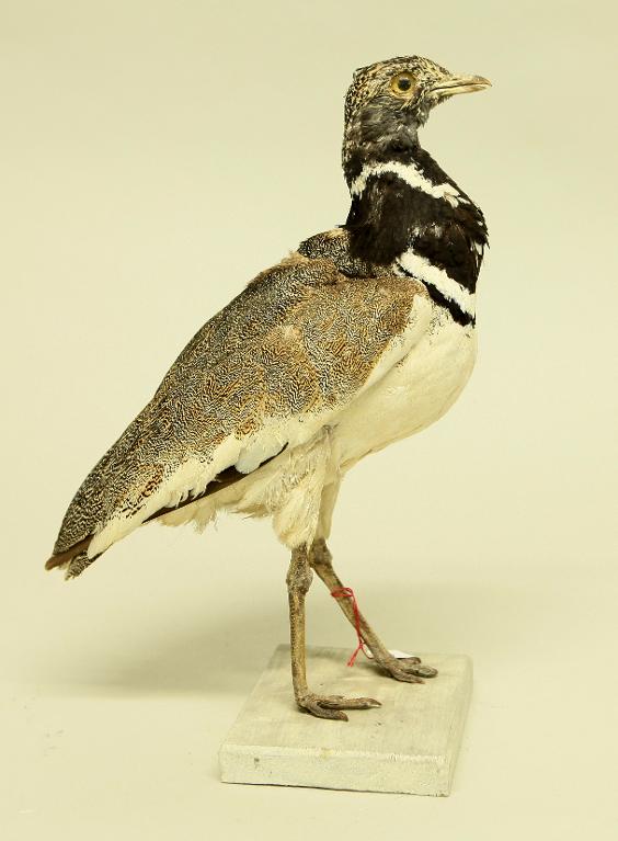 animal naturalisé : oiseau : Outarde canepetière