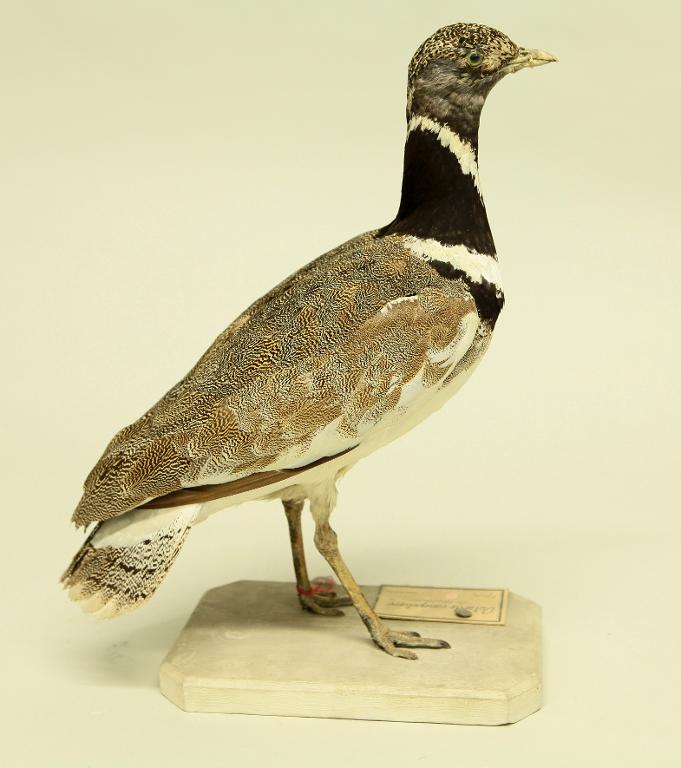 animal naturalisé : oiseau : Outarde canepetière