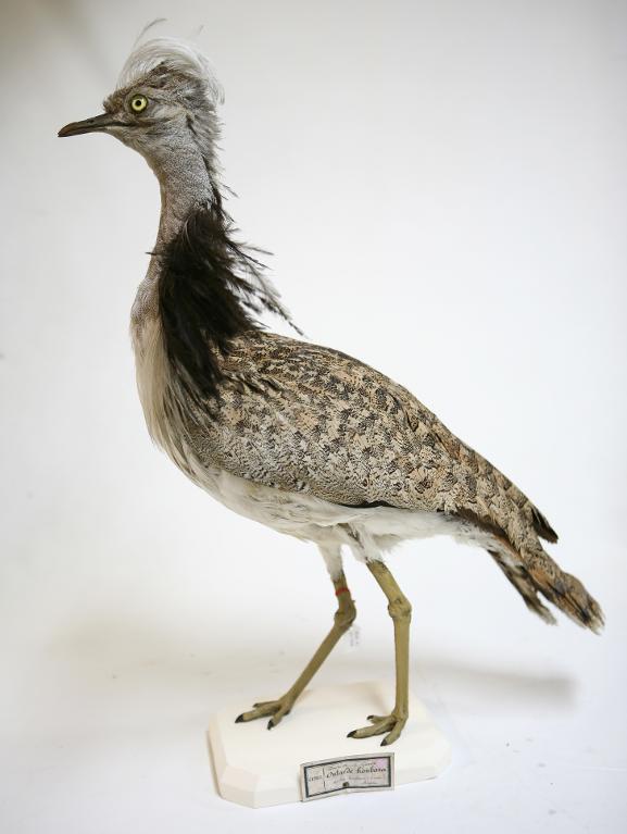 animal naturalisé : oiseau : Outarde houbara