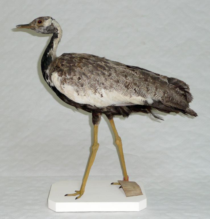 animal naturalisé : oiseau : Outarde à ventre noir