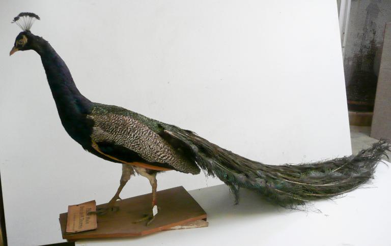 animal naturalisé : oiseau : Paon bleu