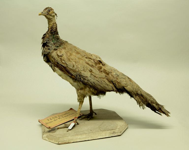 animal naturalisé : oiseau : Paon bleu